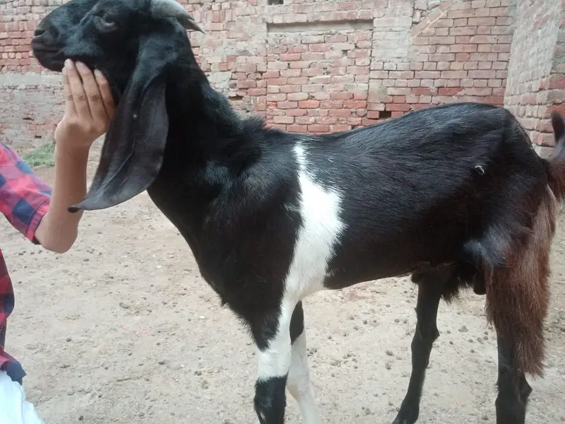 Bakra or Bakri — photo 7