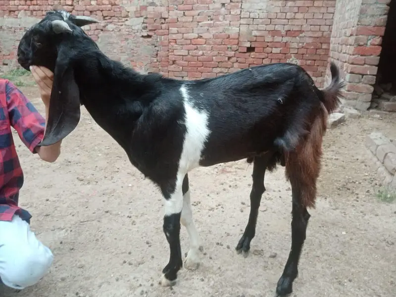 Bakra or Bakri — photo 8