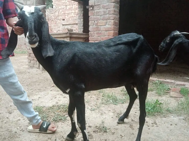 Bakra or Bakri — photo 9
