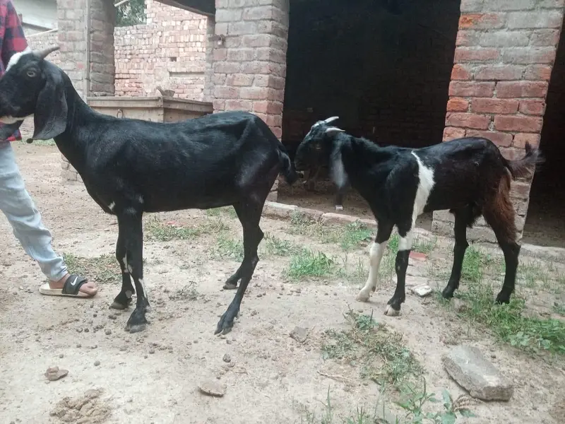 Bakra or Bakri — photo 10