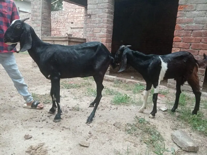 Bakra or Bakri — photo 11