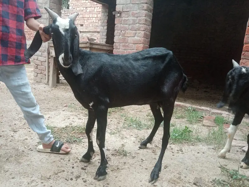 Bakra or Bakri — photo 12