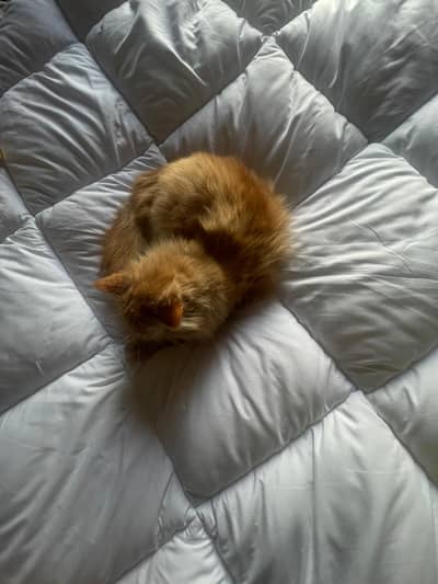 Friendly cat easy to handel