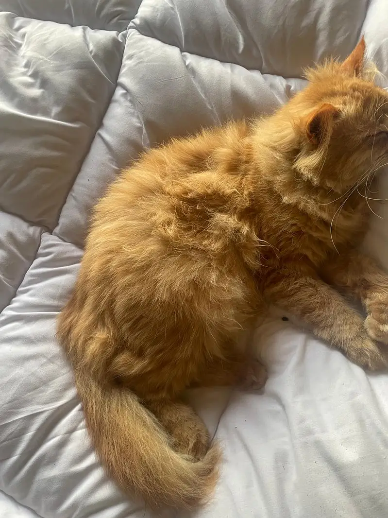 Friendly cat easy to handel — photo 2
