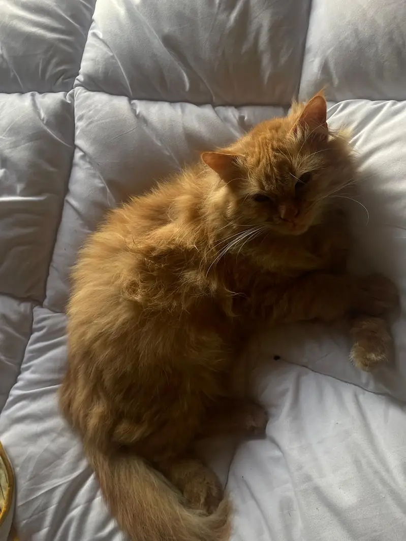 Friendly cat easy to handel — photo 3