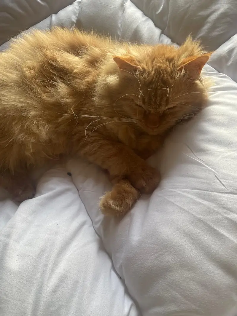 Friendly cat easy to handel — photo 4