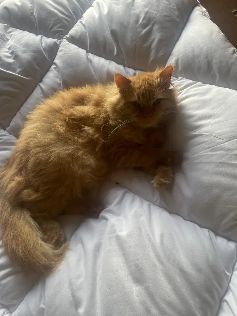Friendly cat easy to handel — photo 5
