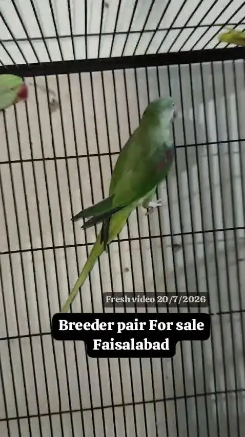 Raw Breeder pair — photo 2