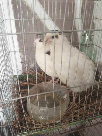 White color beautiful English bird pair for the sell, location Gulshan
