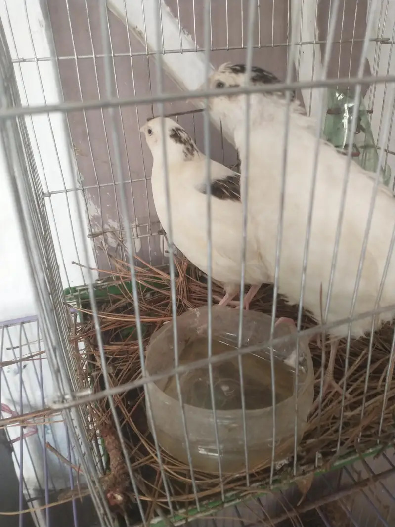 White color beautiful English bird pair for the sell, location Gulshan — photo 2