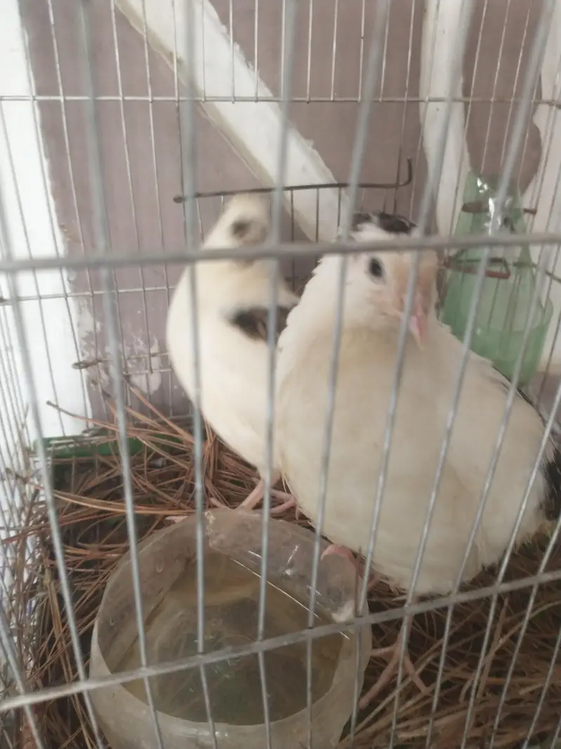 White color beautiful English bird pair for the sell, location Gulshan — photo 3
