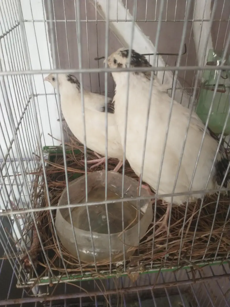 White color beautiful English bird pair for the sell, location Gulshan — photo 4