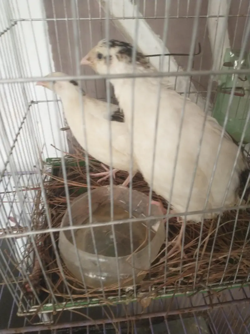 White color beautiful English bird pair for the sell, location Gulshan — photo 5