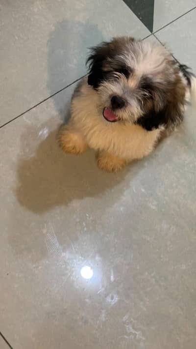 shih tzu puppies for sale