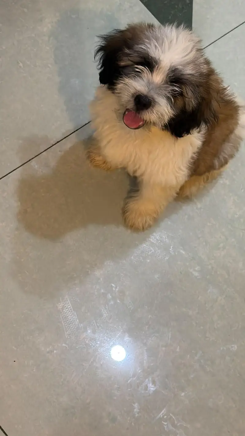 shih tzu puppies for sale — photo 2
