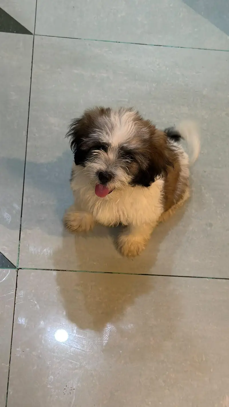 shih tzu puppies for sale — photo 3
