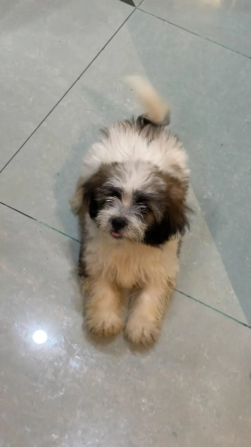 shih tzu puppies for sale — photo 4