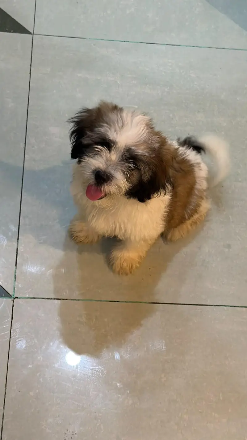 shih tzu puppies for sale — photo 5