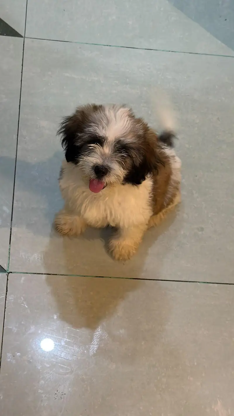 shih tzu puppies for sale — photo 6