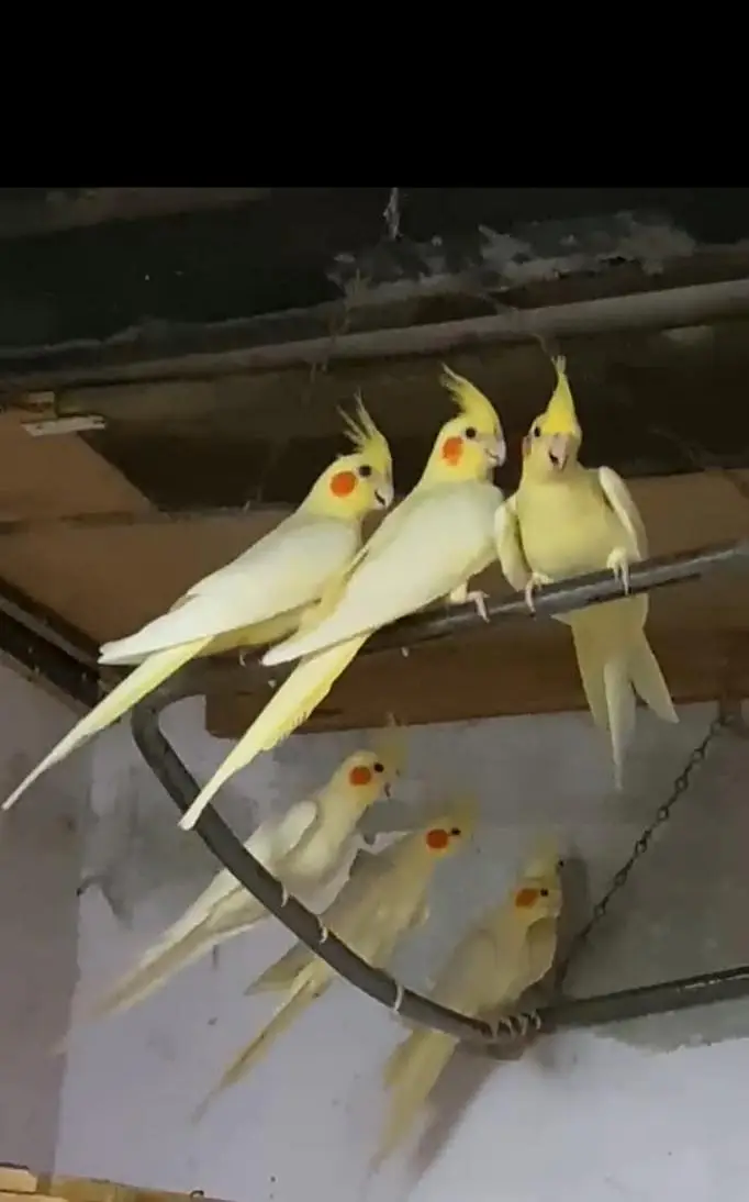 Cream Cockateil colony — photo 2