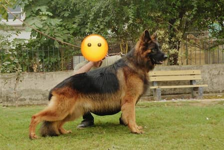 Supreme quality male ( CROSS )