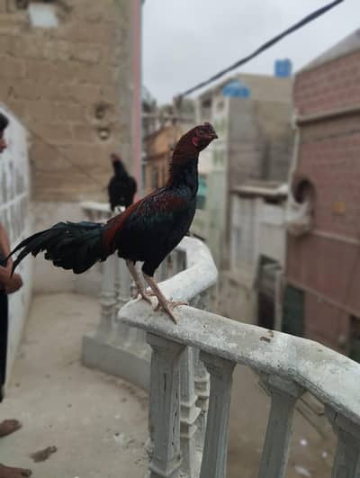 assel murgha hy nasan black muska hay chiya to rabta karay