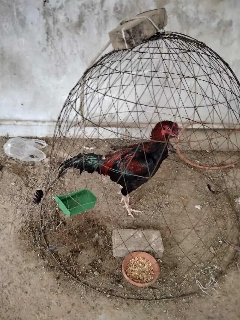 assel murgha hy nasan black muska hay chiya to rabta karay — photo 2