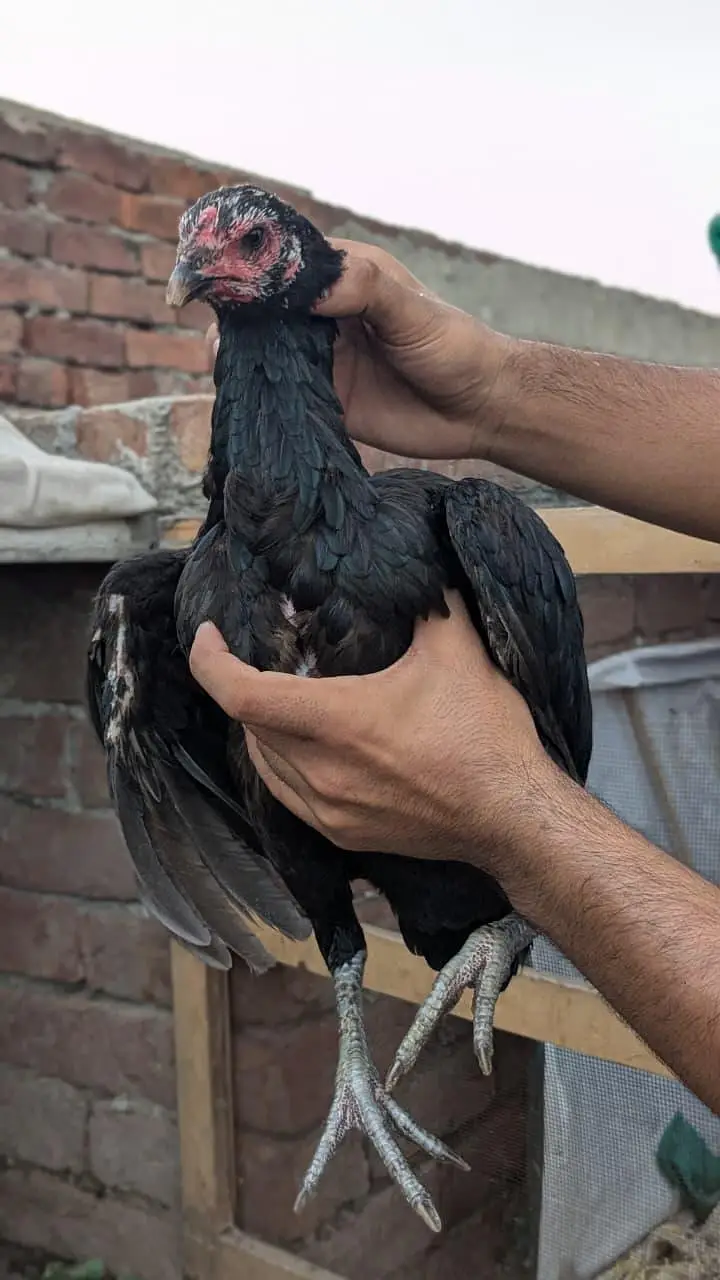 aseel Heera male Thai female Thai chicks for sale — photo 6