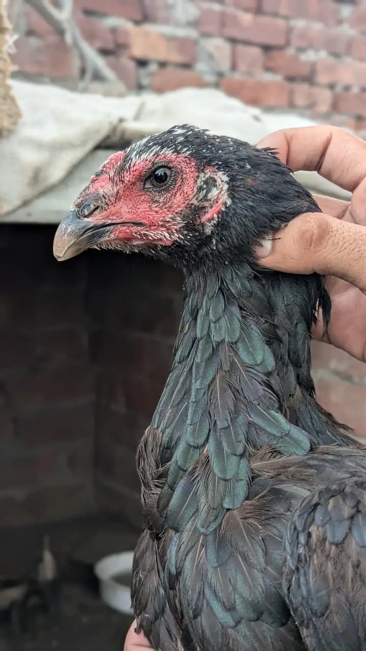 aseel Heera male Thai female Thai chicks for sale — photo 7