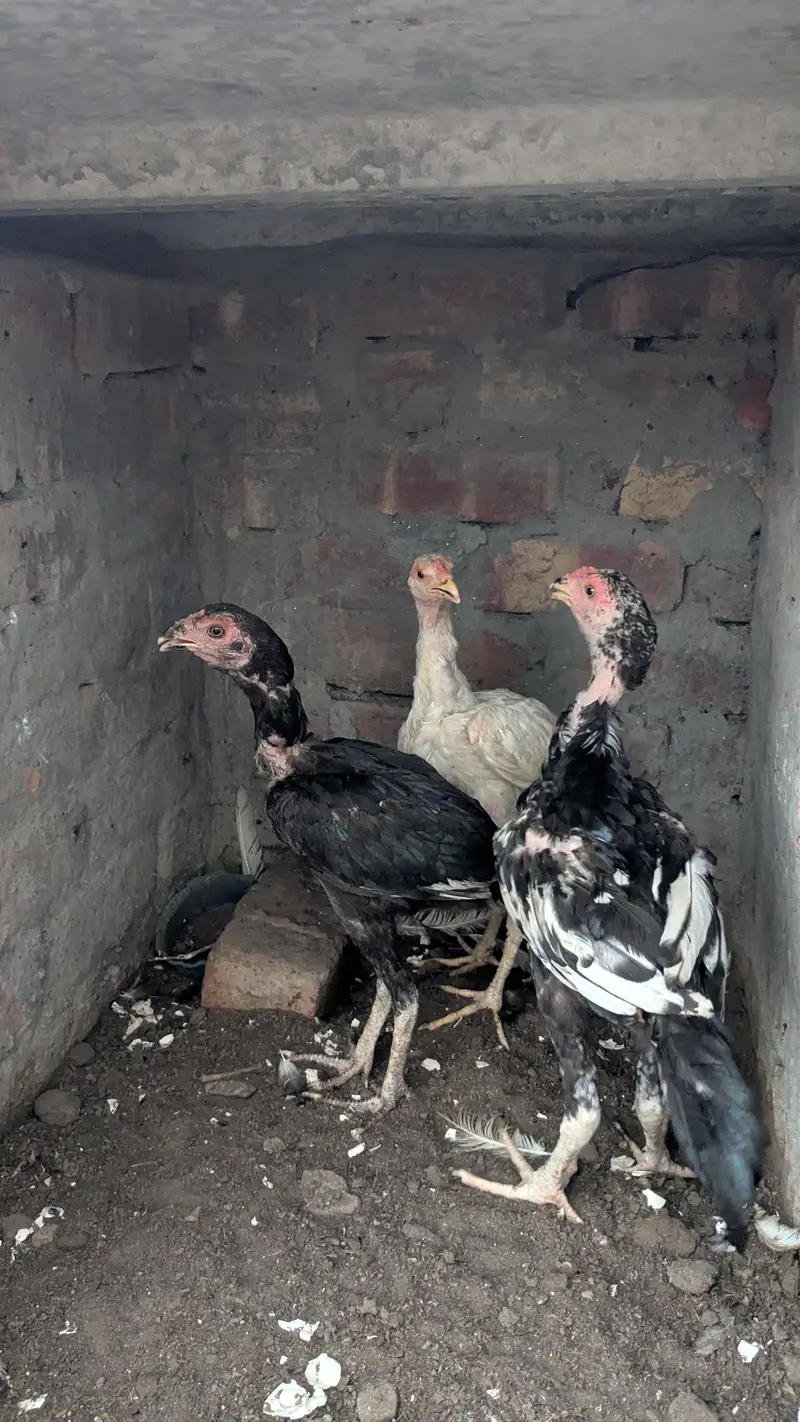 aseel Heera male Thai female Thai chicks for sale — photo 9