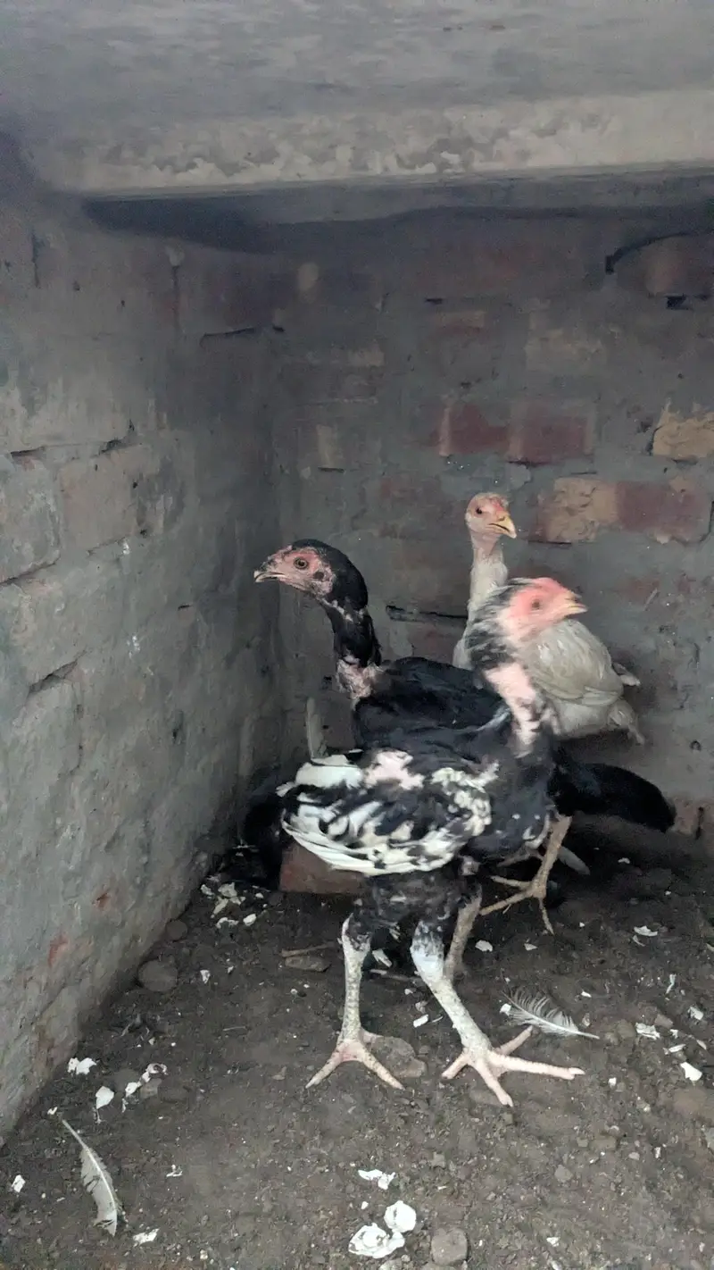 aseel Heera male Thai female Thai chicks for sale — photo 10
