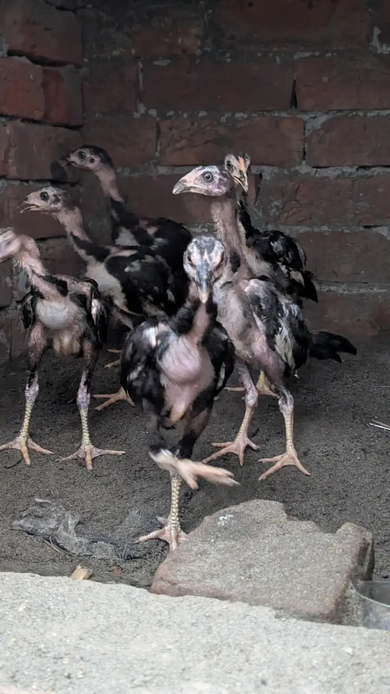 aseel Heera male Thai female Thai chicks for sale — photo 11