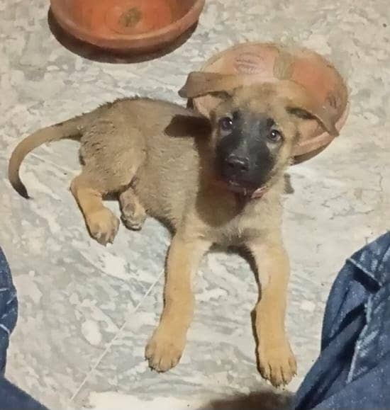 German shepherd 11