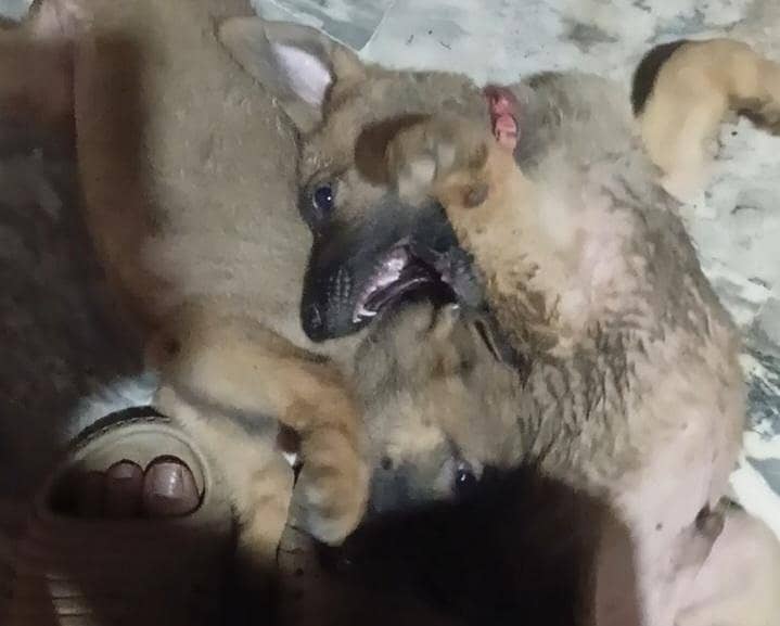 German shepherd 12