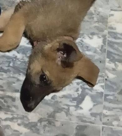 German shepherd 13