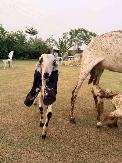 Makhi cheeni goat for sale