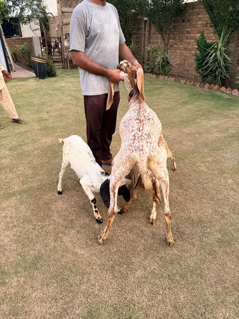 Makhi cheeni goat for sale — photo 4