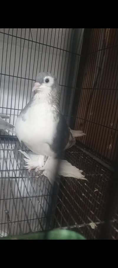 Beautiful top quality bird bareedr pair for sale