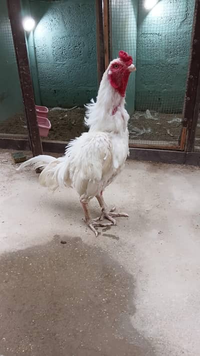 Aseel Heera For sale
