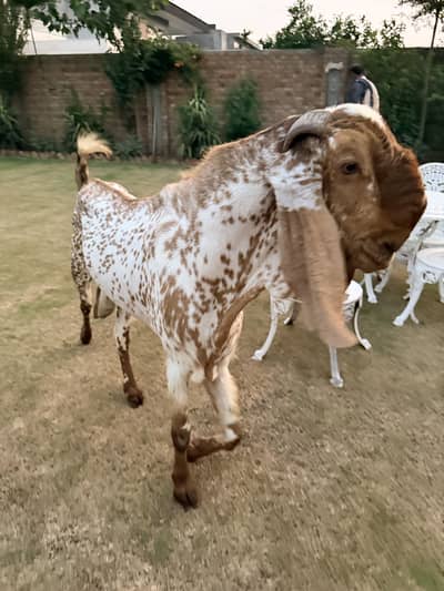 Makhi cheena Bakra