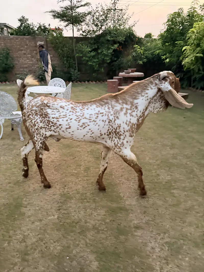 Makhi cheena Bakra — photo 2
