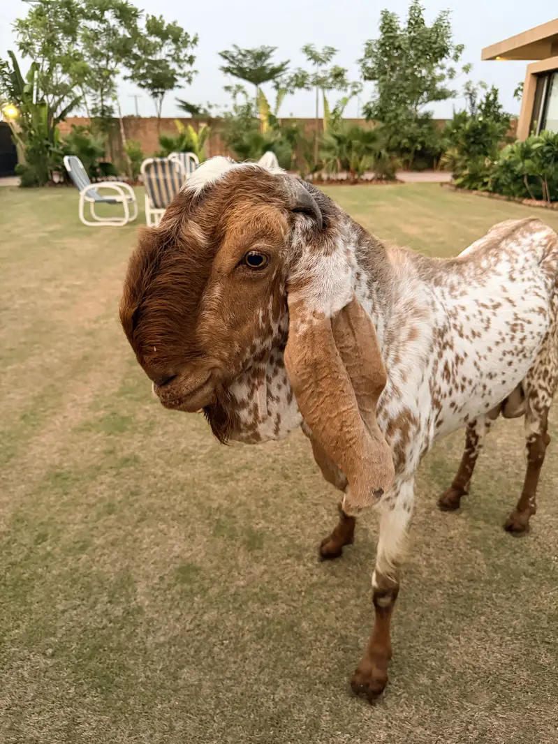 Makhi cheena Bakra — photo 3