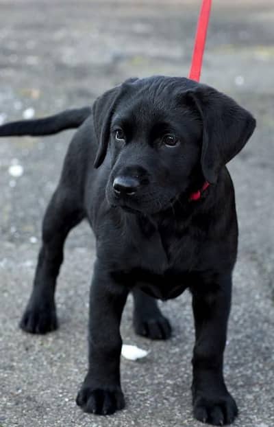 Labrador puppy