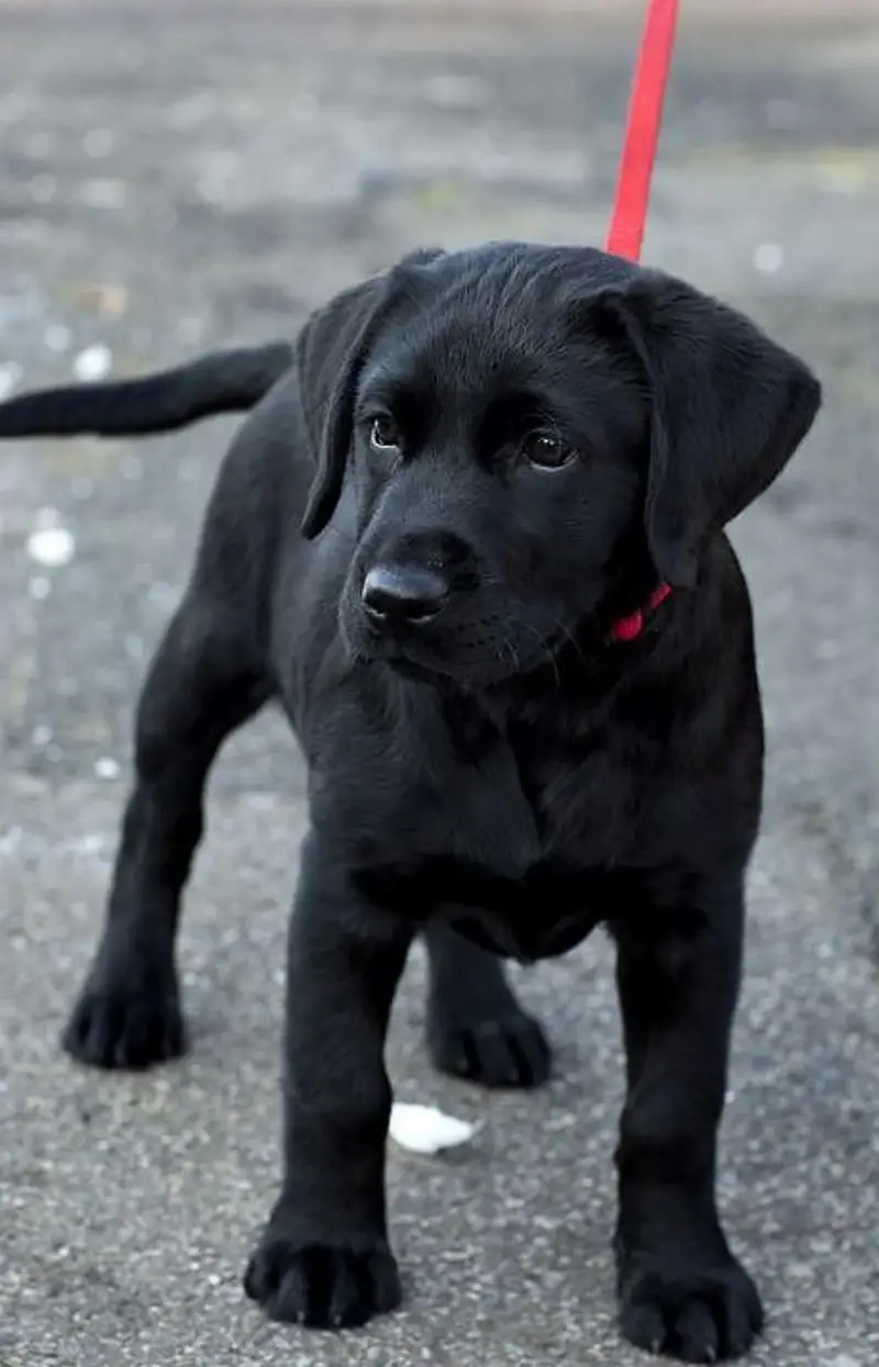 Labrador puppy