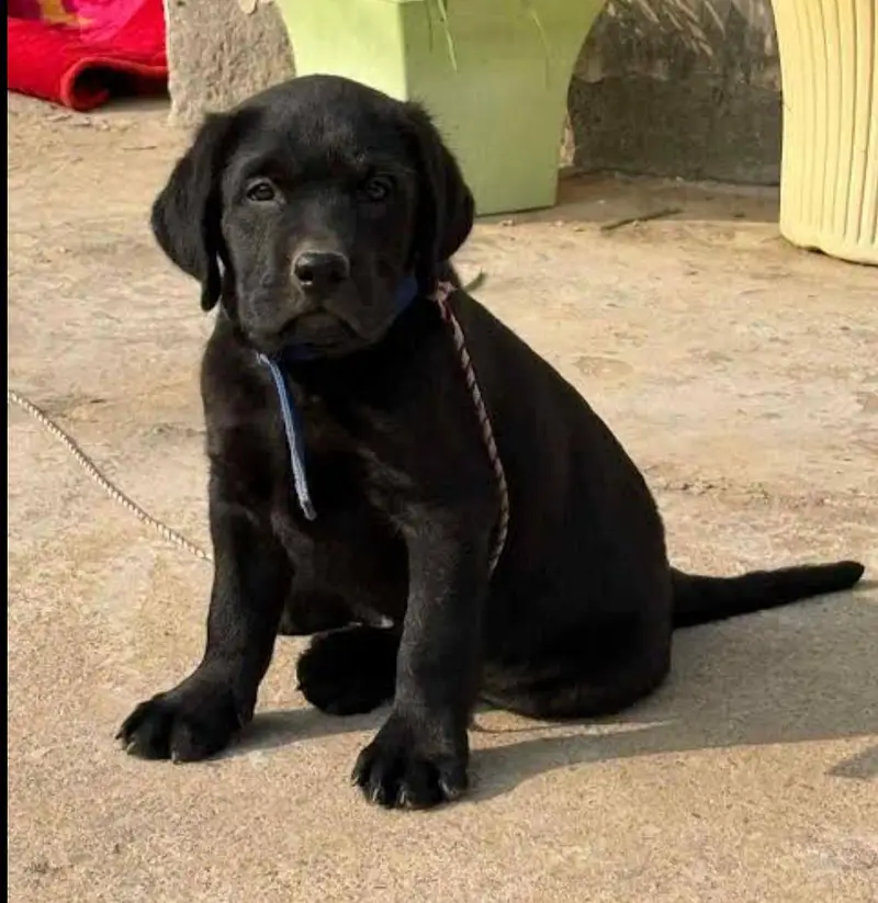 Labrador puppy — photo 2