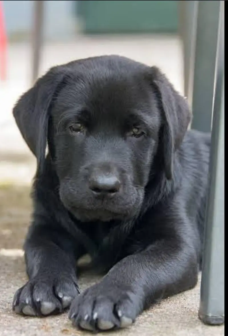 Labrador puppy — photo 3