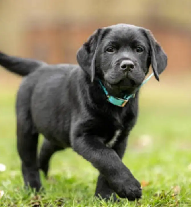 Labrador puppy — photo 4
