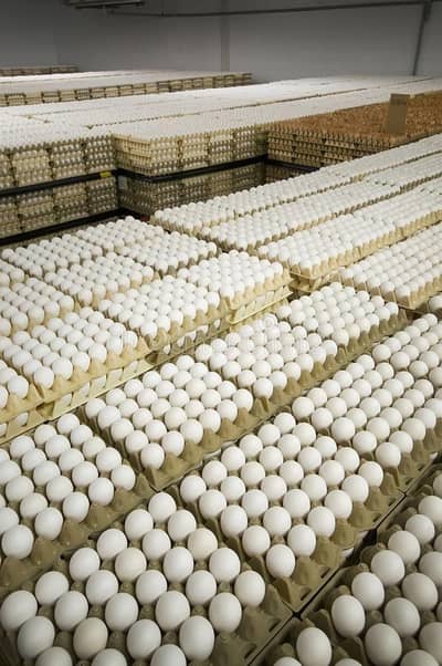 Organic Farm Fresh Eggs