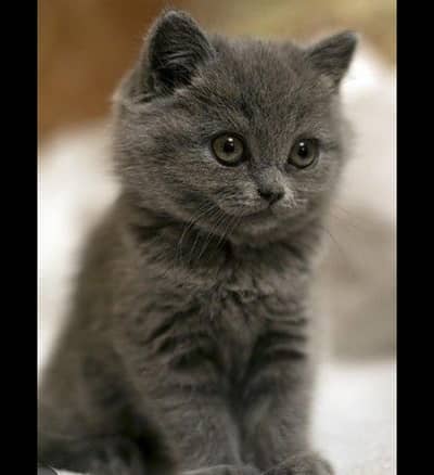 Kitten/Female/Cat