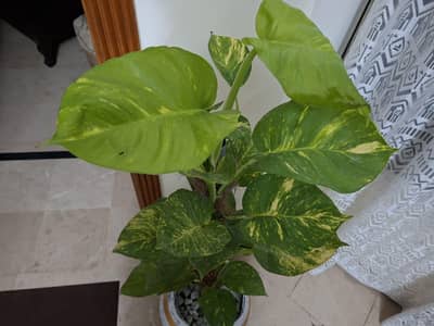 Money plant Gian leaves